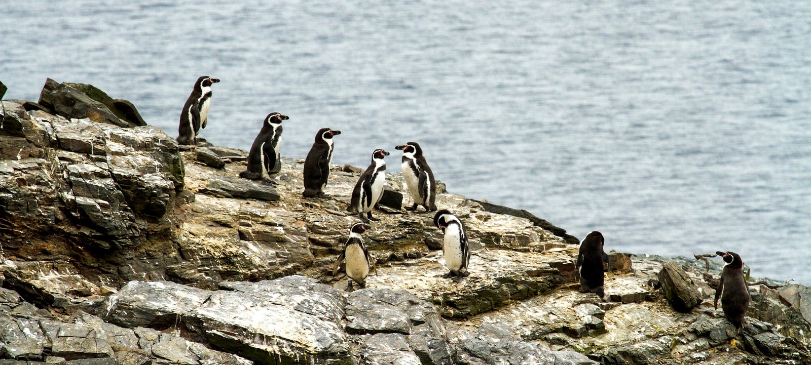 island-conservation-humboldt-penguin-chile